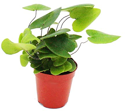 Exotenherz - Mini-Pflanze - Hemionitis arifolia - Herzfarn - Ideal für kleine Schalen und Gläser - Baby-Plant im 5,5cm Topf