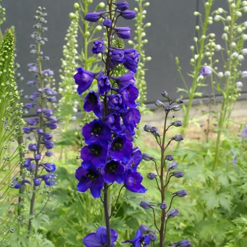 50 Graines DELPHINIUM - Pied D'alouette - Delphinium Elatum - Fleur Bleu Violet - Jardin - 263