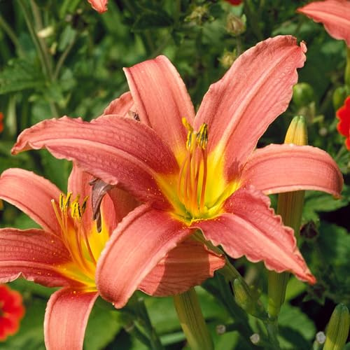 Hemerocallis Pink Damask Lirio de día rosa terracota planta de jardín