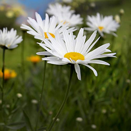 500 Graines de Grande Marguerite - fleurs plante vivace jardin - semences paysannes reproductibles - SemiSauvage
