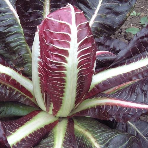Plant World Seeds - Chicory Rossa Di Treviso Seeds (Vegetable Seeds)