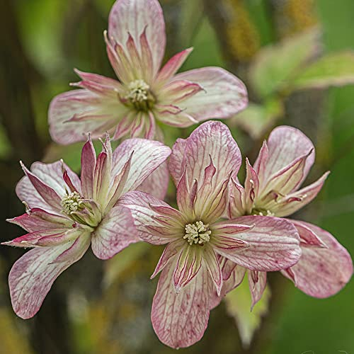 Clematis montana Marjorie Sorte Laubholz Garten Kletterer 9cm Topf