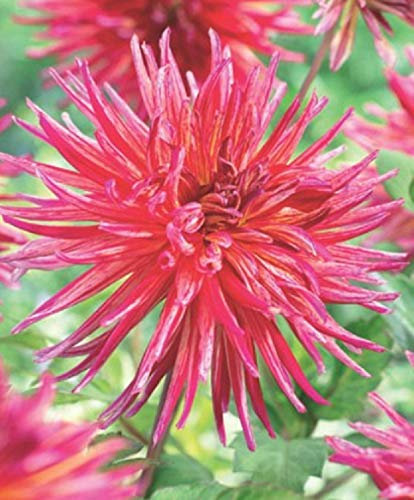 Kaktus Dahlien Alain Mimoun Knolle Blumenzwiebel (1 Knolle)