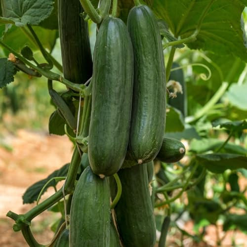 PREMIER SEEDS DIRECT - Cucumber - PICOLINO F1-8 Seeds