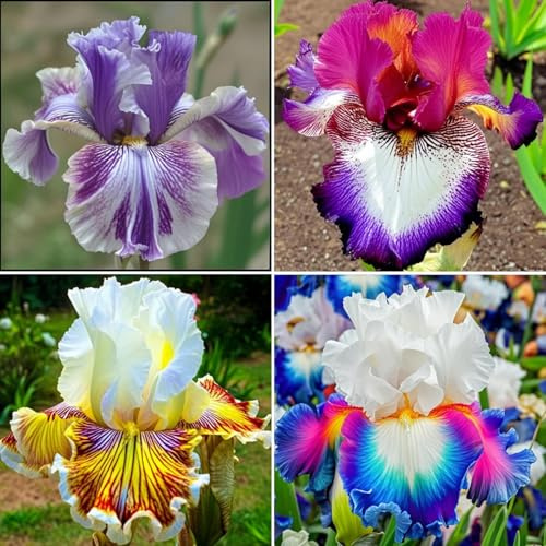 Iris resistente al invierno - Iris perenne resistente al invierno, tesoros florales para jardín y decoración del hogar-8Iris knolle-D