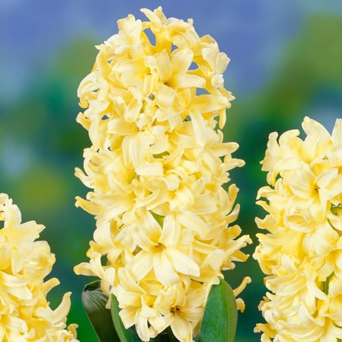 Hyacinthes Yellow Queen (15 gros bulbes), Collection de jacinthes parfumées, 3 couleurs, vivace, rustique. Mélange de bulbes de fleurs en provenance des Pays-Bas pour le jardin, le pot