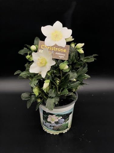 Julros Julros växt - Helleborus - (Vas: Ø 15 cm - H: 20/30 cm)