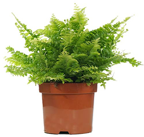 Nephrolepis Fougère de Boston | Plante d'intérieur pour la Maison ou le Bureau