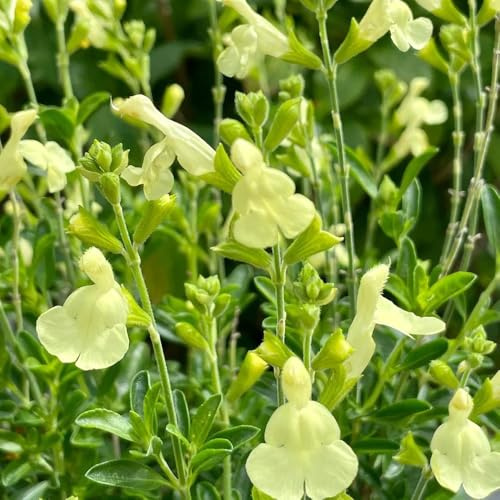 Semillas de salvia - perennes Salvia japonica - de jardín de rocas resistentes semillas de silvestres 200pcs