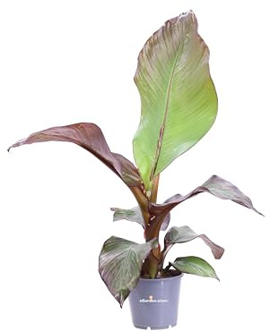 Pianta vera di Ensete Ventricosum Maurelii o Falso Banano diverse grandezze ornamentale da coltivare all'esterno o interno venduta da eGarden.store (Vaso 14 cm)