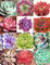 color de la mezcla ECHEVERIA, rara exótico HEN y polluelos suculentos de semillas de floración 100 semillas