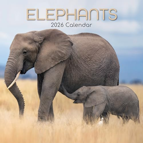 TGSC | Elephants 2026 Calendar 16 Month (Sept 2025-Dec 2026) Family Square Wall Calendar 2026 UK | Planner with Large Grid for Home or Office Organisation - Animals 2026/2025 Calendar UK