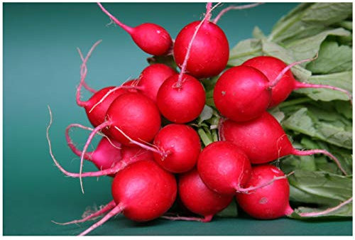 PREMIER SEEDS DIRECT - Radish - Cherry Belle - 10 Grams