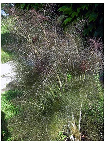 PREMIER SEEDS DIRECT - HERB- Fennel - Bronze - FOENICULUM PURPUREUM - 500 Seeds