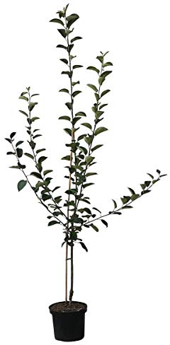 Apfelbaum Dülmener Rosenapfel alte robuste Sorte saftig süß Buschbaum 110-140 cm 10 Liter Topf M7