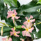 Bloomique - Lot de 2 - Trachelospermum jasminoides - Jasmin étoilé rose - Plantes grimpantes - Plantes de jardin - Persistantes - Rustiques - 50-70 cm de haut - Pot 15 cm