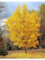 Ginkgo biloba pianta in vaso ø26 h. 100/150 cm Vivaio di Castelletto