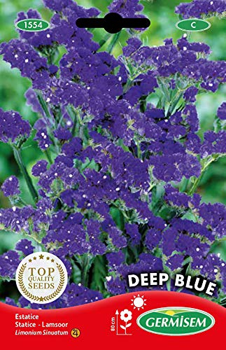Germisem Graines Statice DEEP BLUE