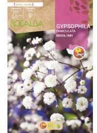 Peyca Bulbo de flor variedad gypsophilia paniculata - Rocalba