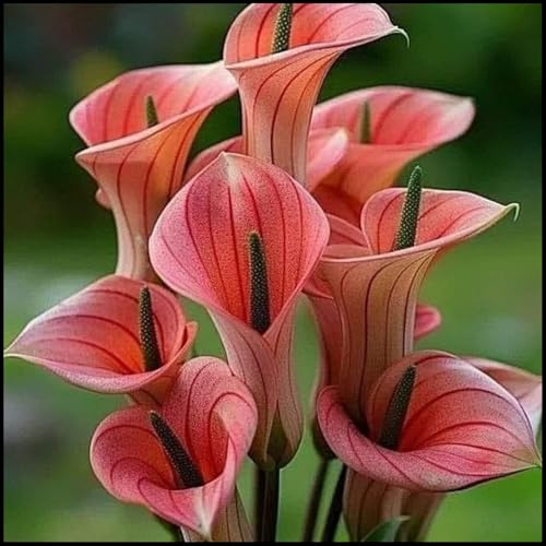 Bulbi di calla/misti/bulbi di calla selezionati/adatti per la decorazione di giardini e balconi/tolleranti al freddo e alla siccità【NVNJHJN】-4 bulbi-G