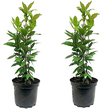 Pack de 2 Árboles de Laurel Plantas Naturales Laurus Nobilis para Terraza o Jardín