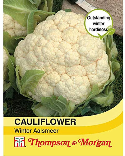 Thompson & Morgan - Vegetables - Cauliflower Winter Aalsmeer - 50 Seed
