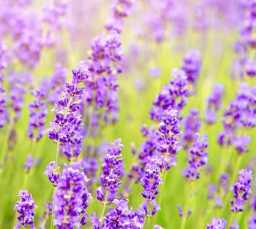 1 Pack of 500 SEEEDS Lavender Common English
