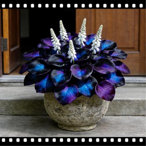 Hosta 'Moonlight Butterfly' – Disponible suelta o desnuda – Perenne y resistente al invierno – Adecuado para uso en interiores y exteriores/que crece rápido/tallado de jade dorado, 4 Hostas-A