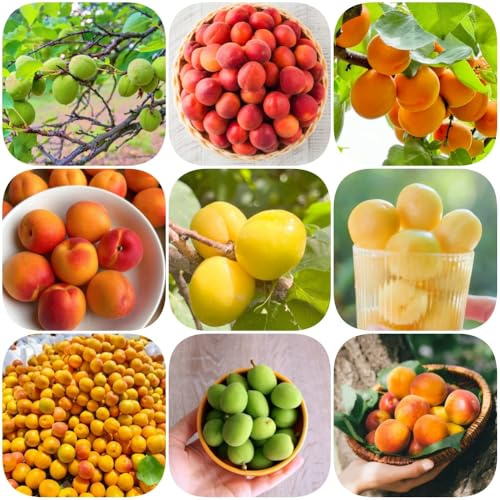Semillas de albaricoquero, semillas de exterior para el jardín columnares comprar 18pcs