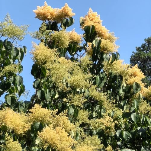 lila - Cubresuelos resistentes en variedades orgánicas tradicionales jardín en el balcón de interior jardín rocas Parterres elevados 250Semillas