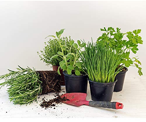 6 Pack of 9cm Mixed Herbs Plants, Parsley Sage, Rosemary, Thyme, Oregano and Mint- 6 Varieties Per Pack (6 Plants, Mixed Herbs)