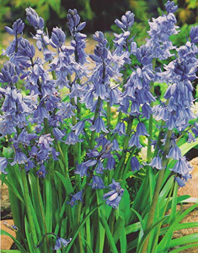 Hasenglöckchen in Blau Hyacinthoides hispanica (10 Blumenzwiebeln)