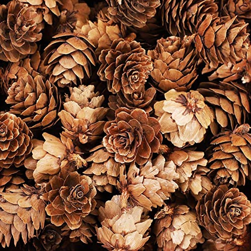 POTWPOT Christmas Pine Cones - 100 Natural Rustic Dried Pine Cones for Wreath Decorations, Christmas Party Ornaments, DIY Crafts & Home Decoration (2-3cm)
