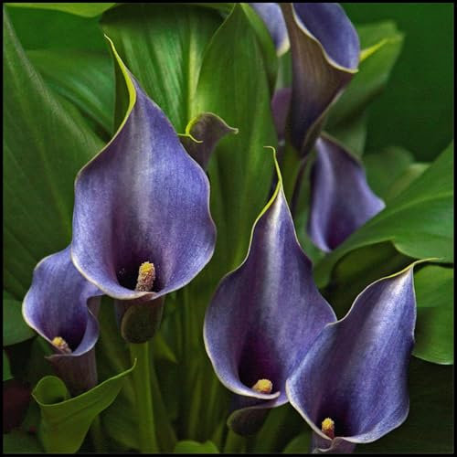 Excellent Display/Calla Lily Bulbs for Planting/Good for Containers/Wedding Flowers/Natural Organic/Greening Flower-10 Bulbs-C