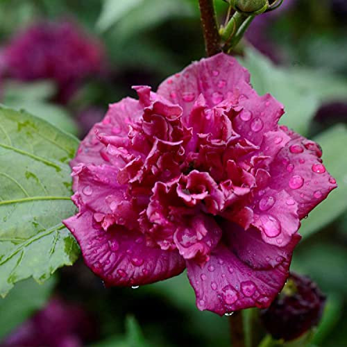Hibiskus Garteneibisch - Hibiscus syriacus - winterhart und mehrjährig - 1 Zierstrauch von Garten Schlüter - Pflanzen in Top-Qualität (80-100 cm, French Cabaret Red)