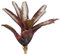 Allterra Bromelie, Neoregelia schultessiana, ungetopft, Bromeliengewächs