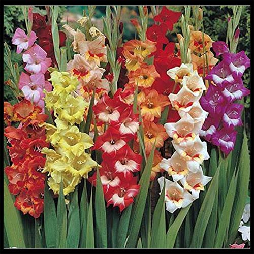 Cuidado fácil, Rizomas gladiolos, Habitaciones Purificadoras De Aire Multicolor, Muy Abejos, Jardín, Top gladiolos Resistentes, 8bulbos-H