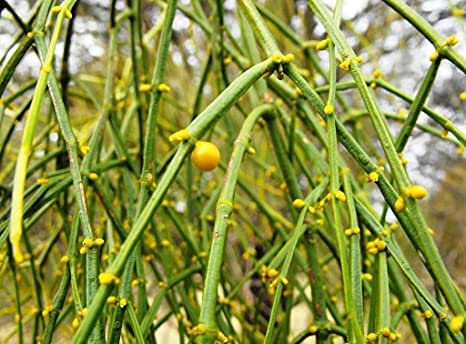 5 pezzi di semi di piante Viscum articulatum MISTLETOE:Seeds