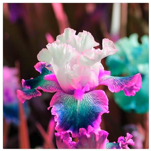 Iris-Zwiebeln,Langlebige Pflanzen,Winterharte Iriszwiebeln, Pflegeleicht,Robuste Gartenpflanzen,Üppige Blüten, schwertlilien winterhart knolle