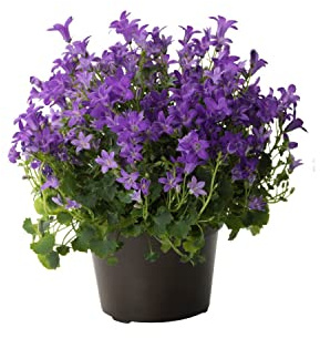 Planta con Flor Azul Campanula Portenschlagiana o Campanilla Planta Natural