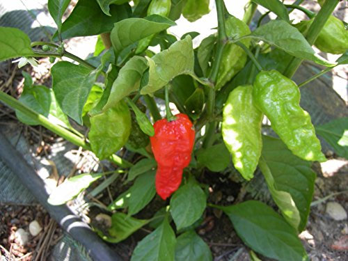 GRAINES DE PIMENT-NAGA MORICH