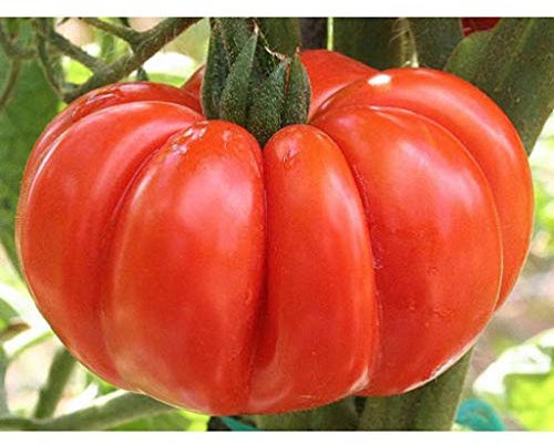 SEMI POMODORO COSTOLUTO FIORENTINO