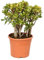 Plant in a Box - Crassula ovata 'Sunset' XL - Zimmerpflanze - Sukkulente - ⌀ 30 cm - Höhe 55-60 cm