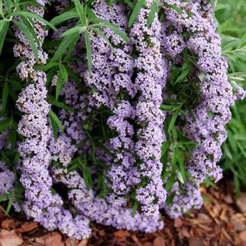 MOP TOP™ Fountain Butterfly Bush- 4 Pot -Buddleia-Proven Winners