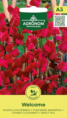 AGRONOM | Pois de senteur - Graines WELCOME | Plantes annuelles grimpantes aux fleurs lumineuses, décoratives et agréablement parfumées | Graines de fleurs | Graines de plantes | 1 paquet