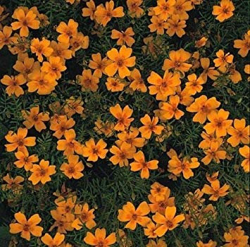 Potseed Tagetes - Gem Mixte - 400 graines