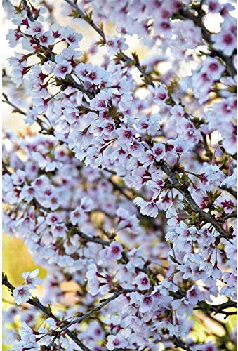 Potted Hardy Ornamental Cherry Tree Shrubs, Ideal for Small Gardens & Borders, Spring Flowering Blossom, Autumn Foliage Colour, 2X Prunus (Cherry) Kojo-no-mai Plants in a 9cm Pot by Thompson & Morgan