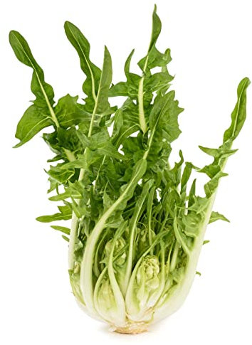 La zappa Semi di Cicoria piante per orto e giardino (Catalogna a foglie frastagliate)