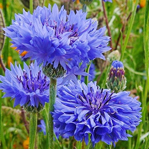 Dirt Goddess Super Seeds ~ Cornflower/Bachelor Button Seeds - Tall Blue (1/4 Lb) Centaurea cyanus 22,500 Seeds Non GMO Bulk