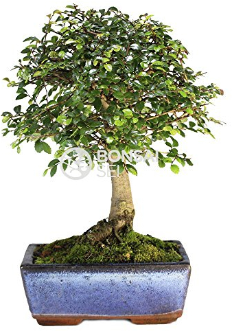 Bonsai - Olmo chino, 5 Años (Bonsai Sei - Zelkova)